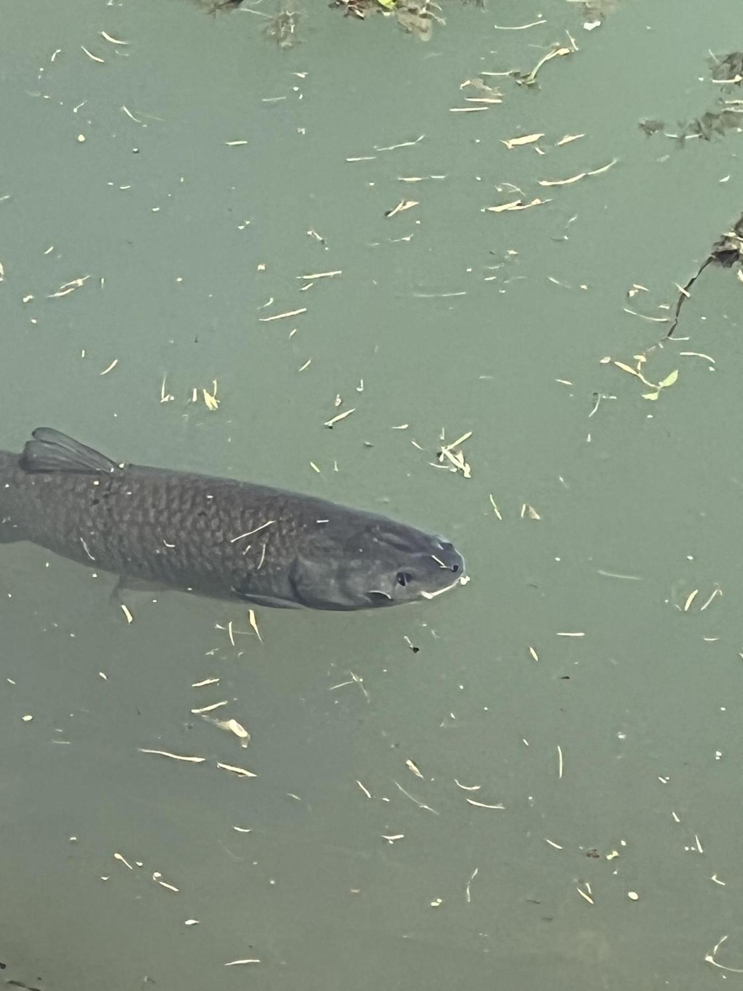 Ferienwohnung Haus Am Fischteich Feistritz ob Bleiburg Exterior foto