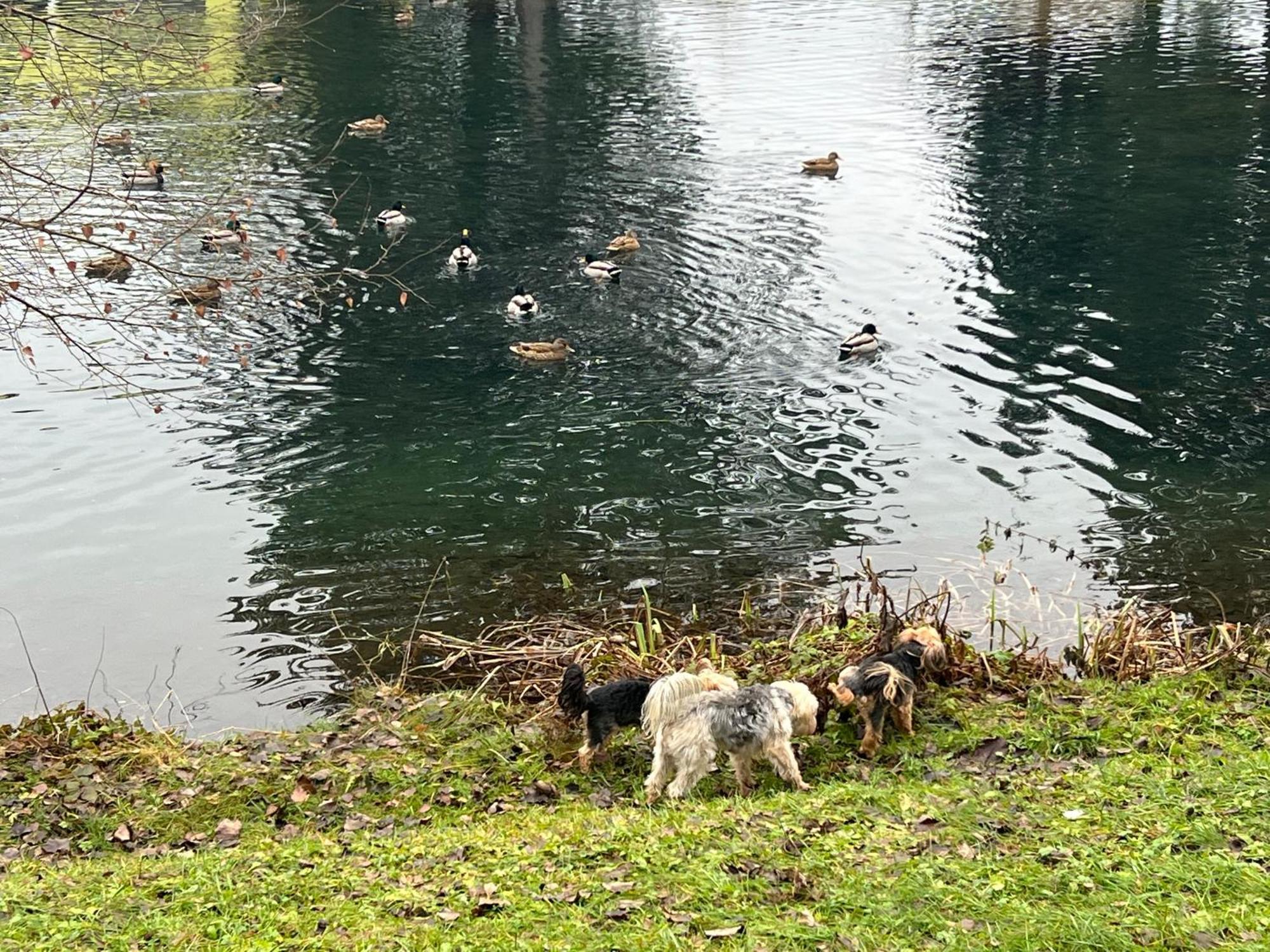 Ferienwohnung Haus Am Fischteich Feistritz ob Bleiburg Exterior foto