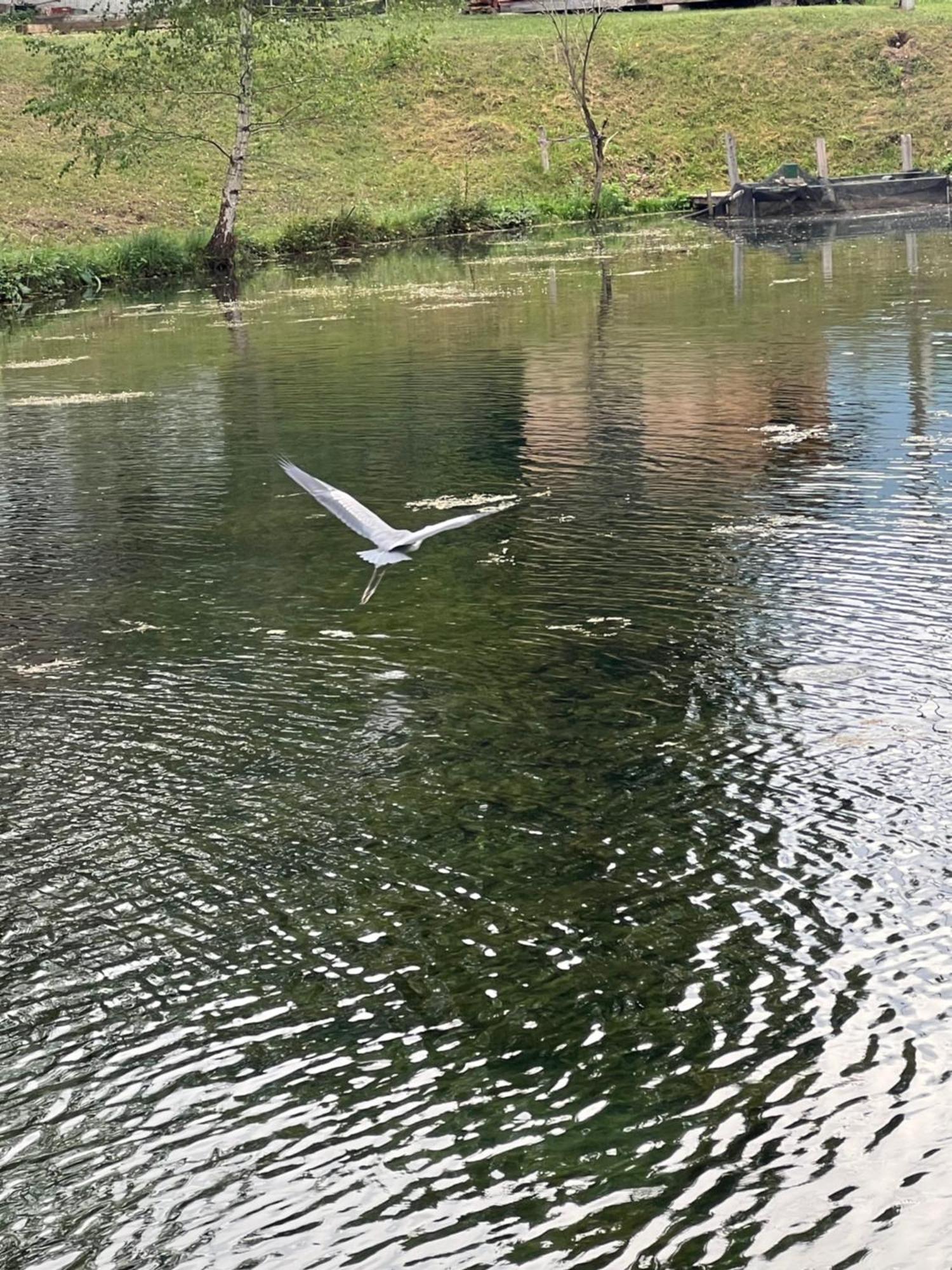 Ferienwohnung Haus Am Fischteich Feistritz ob Bleiburg Exterior foto