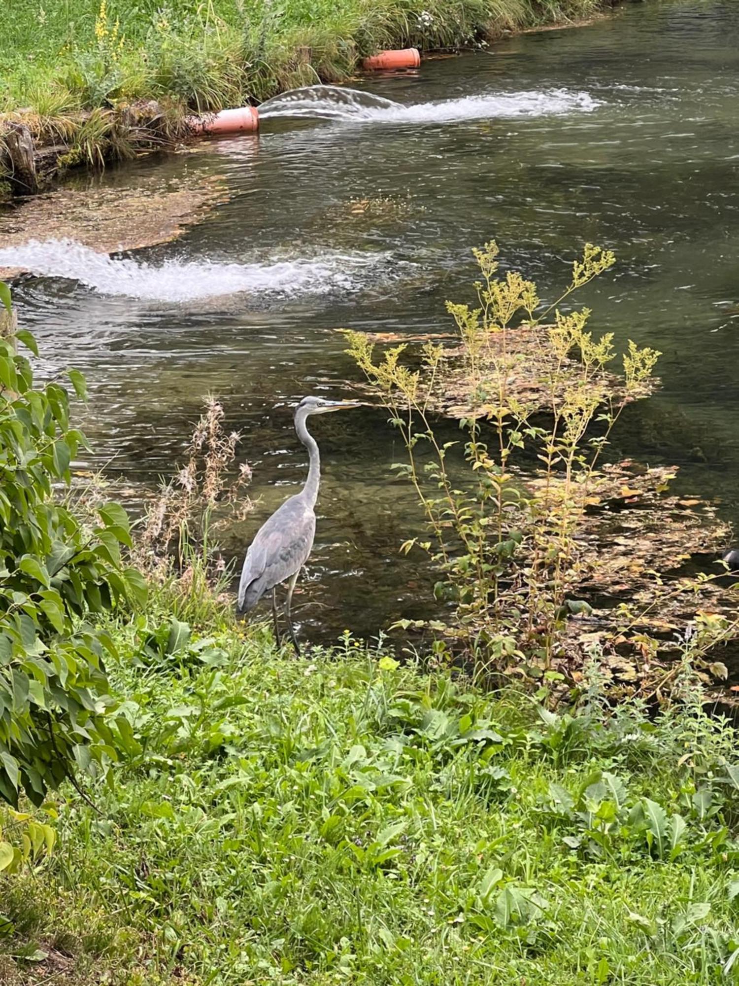 Ferienwohnung Haus Am Fischteich Feistritz ob Bleiburg Exterior foto